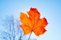 Fallen orange maple leaf against clear blue sky and backlit by sun Royalty Free Stock Photo