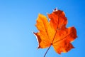 Fallen orange maple leaf against clear blue sky and backlit by sun Royalty Free Stock Photo
