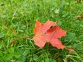 Fallen orange maple leaf on green grass at autumn