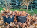 Fallen orange maple leaves are collected in black plastic baskets in autumn park