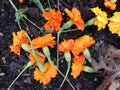 Fallen Orange Marigold Blossoms in August in Summer