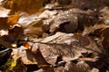 Fallen orange oak leaves with water drops selective focus