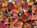 Fallen Orange and Red Leaves on the Ground