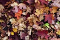 Fallen orange and red leaves lie on the autumn ground creating a cozy background