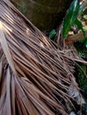 Fallen palm leaves wither and dry Royalty Free Stock Photo