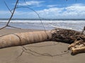 Fallen Palm Tree on the Beach