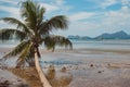 Fallen palm tree on seashore during low tide. Philippines, island Palawan, El Nido beach. Tropical vacation and tourism. Royalty Free Stock Photo