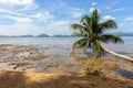 Fallen palm tree on seashore during low tide. Philippines, island Palawan, El Nido beach. Tropical vacation and tourism. Royalty Free Stock Photo