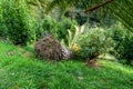 A fallen palm tree torn out of the ground. Natural disaster