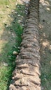 Close Up of Fallen Palm Tree Trunk with Textured Pattern on Mixed Ground Royalty Free Stock Photo