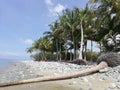 Fallen palm tree trunk on tropical pebbly sandy beach on Mindoro, Philippines