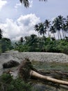 Fallen palm tree trunks lying in a shallow river on Mindoro, Philippines
