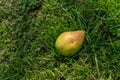 A fallen pear with a worm hole on the grass ground