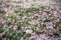 cherry-sakura on the grass Royalty Free Stock Photo