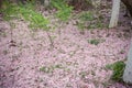 cherry-sakura on the grass Royalty Free Stock Photo