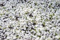 Fallen petals and flowers of the apple tree. Top view Royalty Free Stock Photo