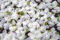 Fallen petals and flowers of the apple tree. Top view Royalty Free Stock Photo