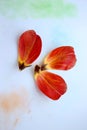 Fallen petals of a red tulip