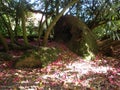 Fallen Petals - Rhododendrons At The Lost Gardens Of Heligan Royalty Free Stock Photo