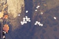 Fallen petals in water