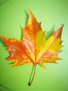 Fallen Phoenix tree leaf lying on green board Royalty Free Stock Photo