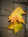 Fallen Phoenix tree leaf lying on ground Royalty Free Stock Photo