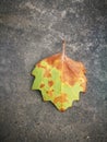 Fallen Phoenix tree leaf lying on ground Royalty Free Stock Photo