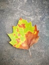 Fallen Phoenix tree leaf lying on the ground Royalty Free Stock Photo