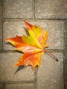 Fallen Phoenix tree leaf lying on the ground Royalty Free Stock Photo