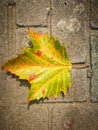 Fallen Phoenix tree leaf lying on the ground Royalty Free Stock Photo