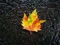 Fallen Phoenix tree leaf lying on ground Royalty Free Stock Photo