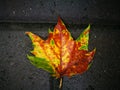 Fallen Phoenix tree leaf lying on wet ground Royalty Free Stock Photo