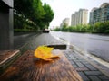 Fallen Phoenix tree leaf lying on wet ground Royalty Free Stock Photo