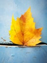 Fallen Phoenix tree leaf lying on wet ground Royalty Free Stock Photo