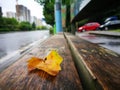 Fallen Phoenix tree leaf lying on wet ground Royalty Free Stock Photo