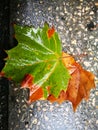 Fallen Phoenix tree leaf lying on wet ground Royalty Free Stock Photo