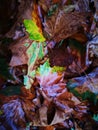 Fallen Phoenix tree leaf lying on wet ground Royalty Free Stock Photo