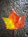 Fallen Phoenix tree leaf lying on wet ground Royalty Free Stock Photo