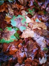 Fallen Phoenix tree leaf lying on wet ground Royalty Free Stock Photo