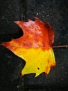 Fallen Phoenix tree leaf lying on wet ground Royalty Free Stock Photo