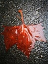 Fallen Phoenix tree leaf lying on wet ground Royalty Free Stock Photo