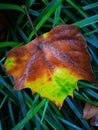 Fallen Phoenix tree leaf lying on wet ground Royalty Free Stock Photo