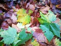 Fallen Phoenix tree leaf lying on wet ground Royalty Free Stock Photo