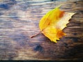 Fallen Phoenix tree leaf lying on wet wooden ground Royalty Free Stock Photo