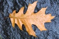 Fallen pin oak leave in the autumn rain on a black granite stone, raindrops on the leaves, cloudy weather