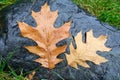 Fallen pin oak leaves in the autumn rain on a black granite stone, raindrops on the leaves, cloudy weather Royalty Free Stock Photo