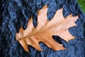 Fallen pin oak leaves in the autumn rain on a black granite stone, raindrops on the leaves Royalty Free Stock Photo