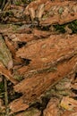 The fallen pine bark lies in a summer forest on earth