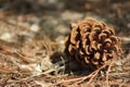 A fallen pine cone with brown color lying on pine needles Royalty Free Stock Photo