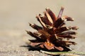 Fallen pine cone Royalty Free Stock Photo